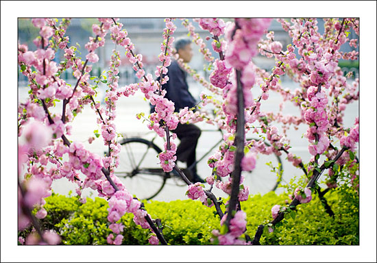 Spring in Beijing